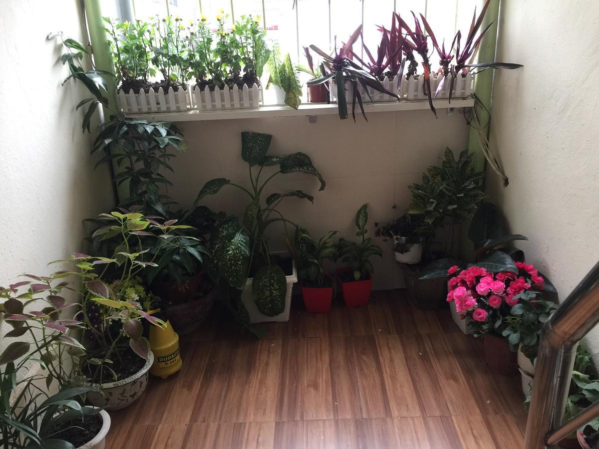 Cozy Homestay هانوي المظهر الخارجي الصورة